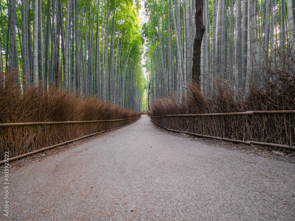 Fototapeta premium Bamboo forest