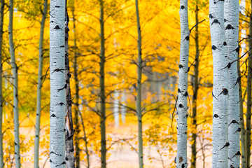 Fototapete Honigfarbe Aspen, Colorado Rocky Mountains Laub im Herbst fallen auf Castle Creek Panoramastraße mit bunten gelben Blättern auf amerikanischen Espen Baumstämmen Wald im Vordergrund  © Kristina Blokhin