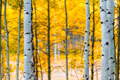 Photography Aspen, Colorado rocky mountains foliage in autumn fall on Castle Creek scenic ro
