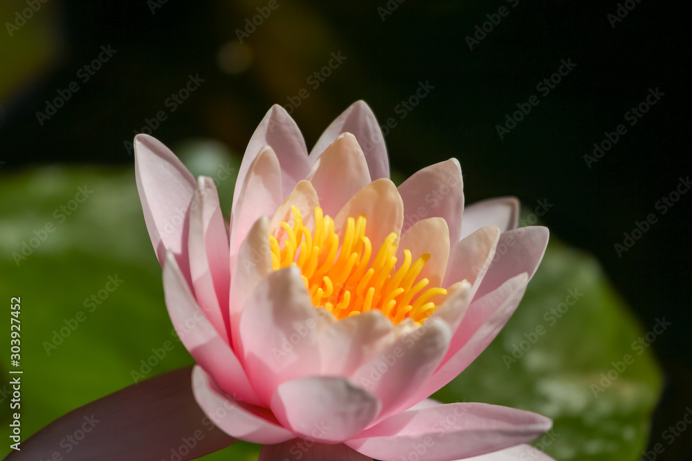 Weiße Seerose Weiße Seerose