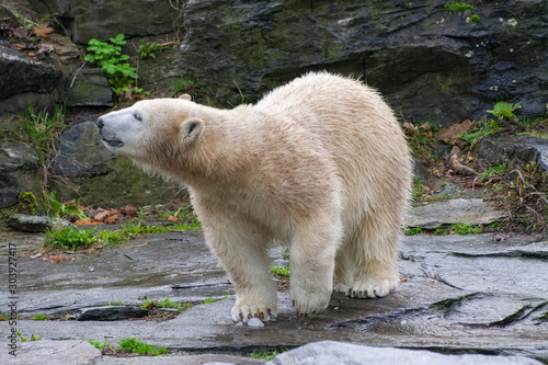 a polar bear on the rocks  controls the environmental