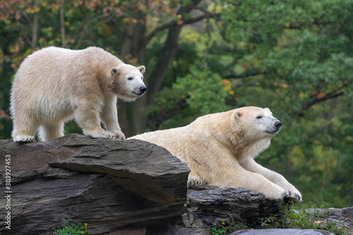 two polar bears resting on the rocks