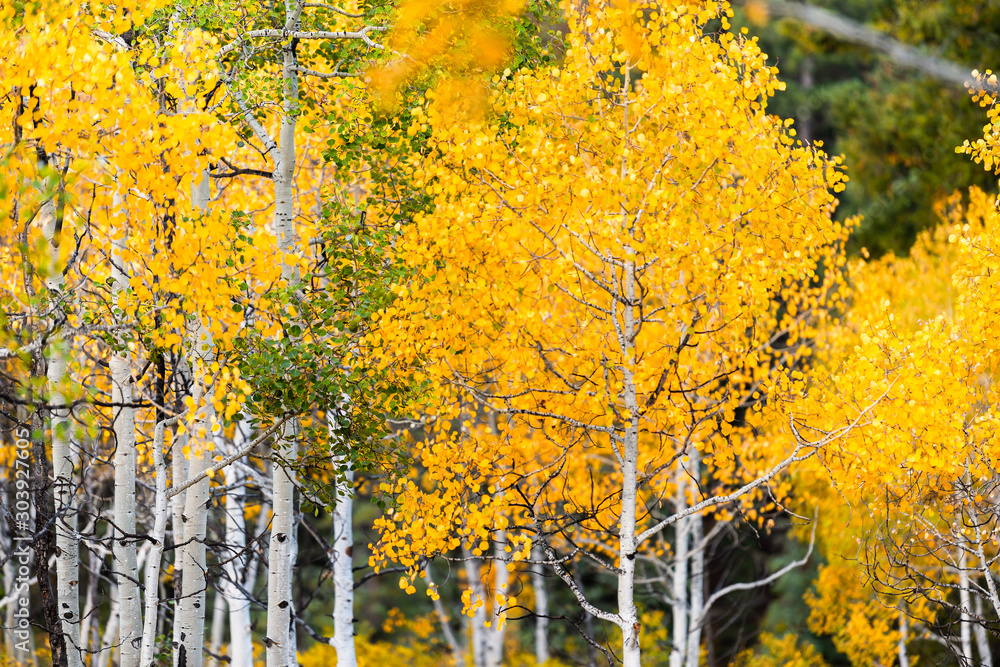 Φωτογραφία Castle Creek scenic road with colorful yellow leaves foliage on american aspen t