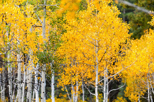 Foto Castle Creek scenic road with colorful yellow leaves foliage on american aspen t