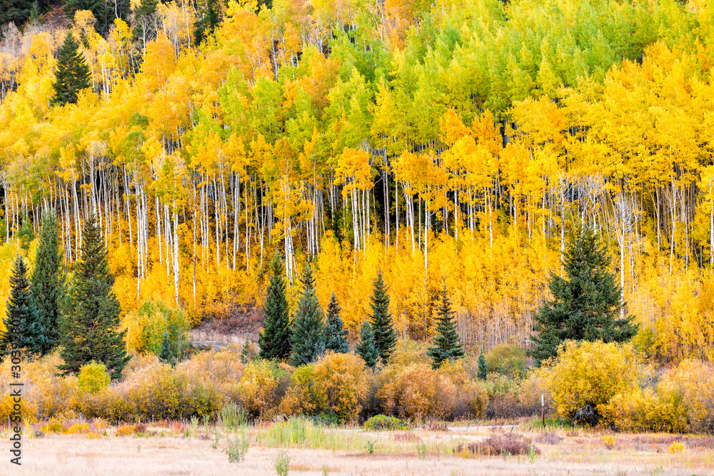 Φωτογραφία Castle Creek road view of colorful orange yellow leaves foliage on american aspe