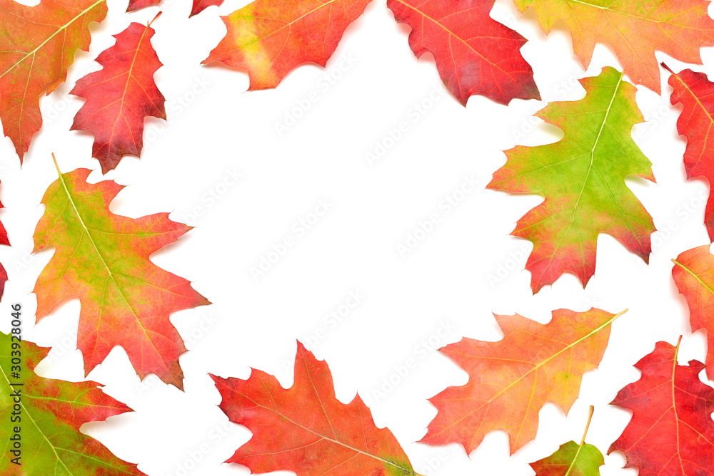 Frame of oak autumn falling leaves isolated on white background. Collection red, green and yellow leaf. Place for text, discount, sale. Top view, flat lay Frame of oak autumn falling leaves isolated on white background. Collection red, green and yellow leaf. Place for text, discount, sale. Top view, flat lay