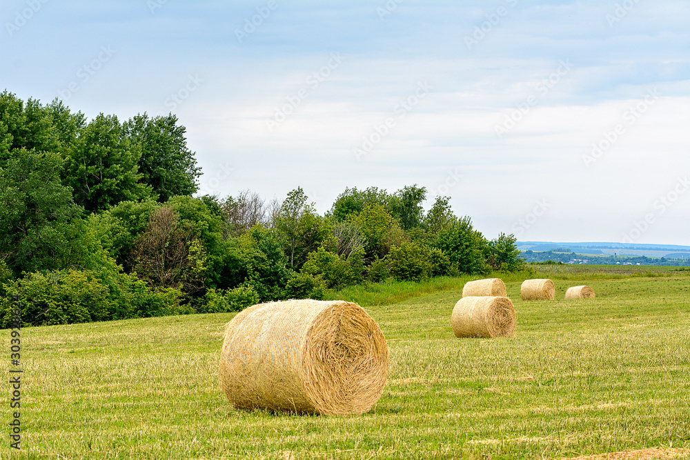 mown grass, dry grass twisted into bales, haystacks on the field mown grass, dry grass twisted into bales, haystacks on the field