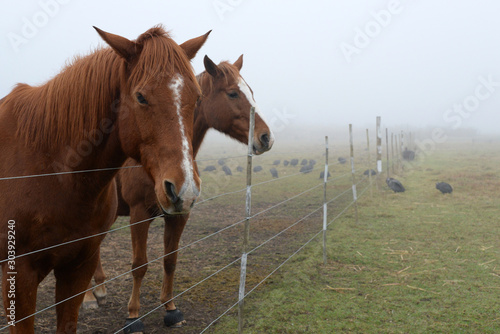 Horses in the mist © Angela