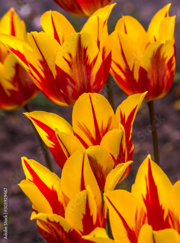 red-yellow tulip flowers in close-up, center flower in focus and sharpness;