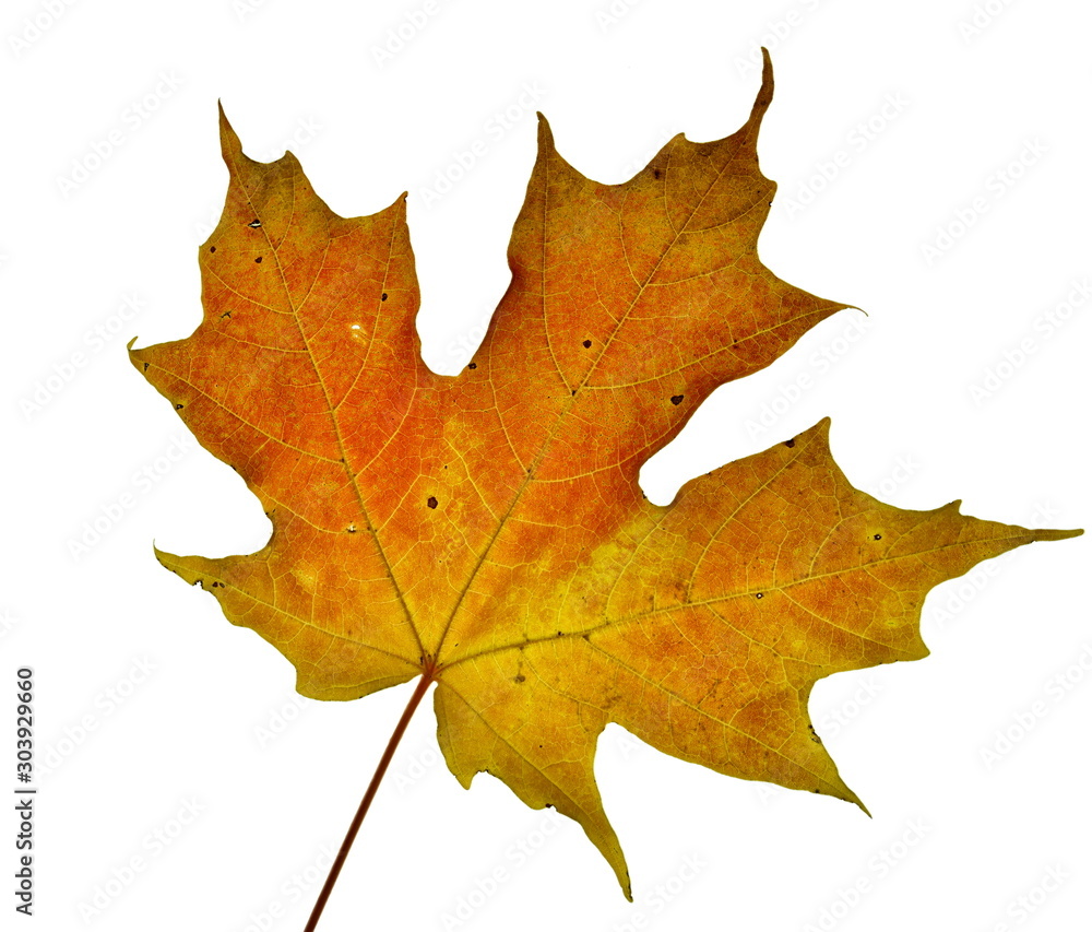 Red and Maple Leaf on White Background Red and Maple Leaf on White Background