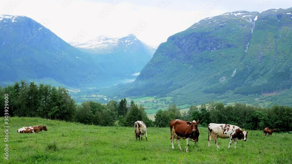 Curious brown and white dairy milk cows grazing on grass in a mountainside tree lined pasture on a farm in Norway, with a valley and mountains in the background on a cloudy day. Curious brown and white dairy milk cows grazing on grass in a mountainside tree lined pasture on a farm in Norway, with a valley and mountains in the background on a cloudy day.