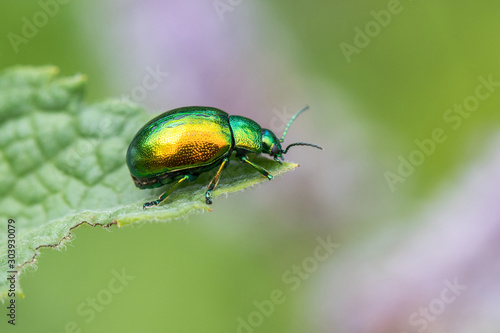 Photographie Leaf beetle Chrysolina graminis.