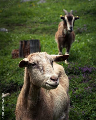 goat on a meadow