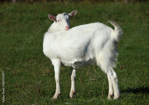 White  domestic goat standing against the background of green grass