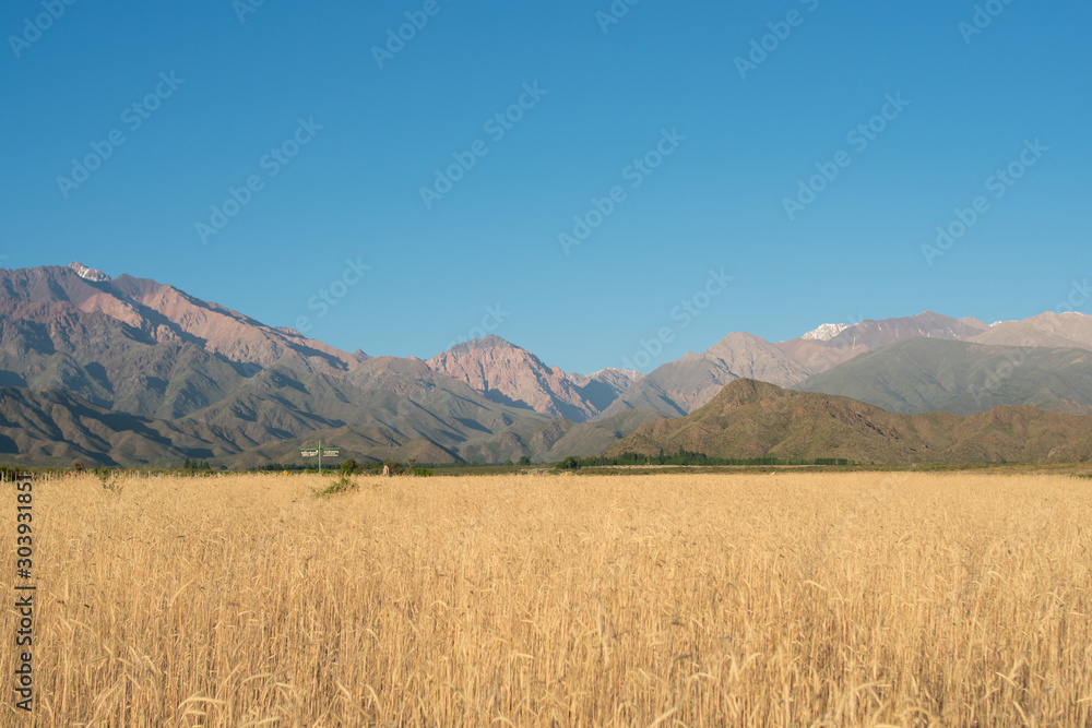field of wheat in te mountain