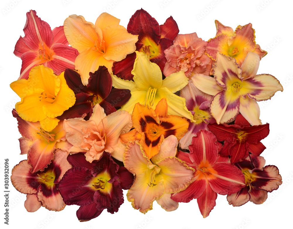 Daylily hemerocallis head flowers collection isolated on white background. Top view, flat lay