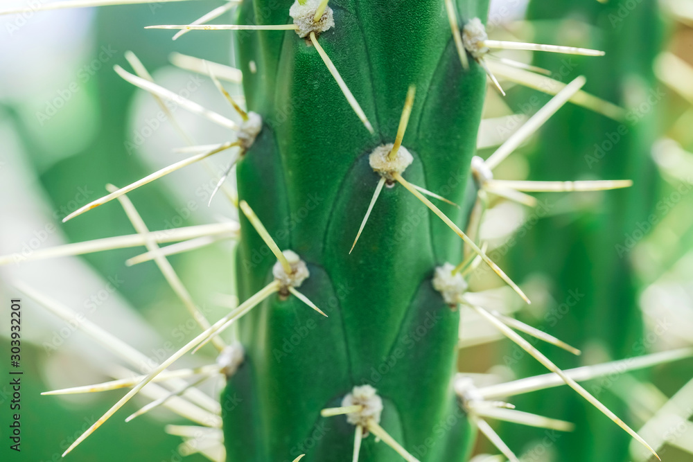 Image of the spines of a green cactus close-up shot Image of the spines of a green cactus close-up shot