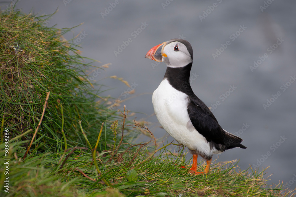 frailecillo, pajaro, ave, oceano. mar, ave exotica, pico, azul, frailecillo, pajaro, ave, oceano. mar, ave exotica, pico, azul,