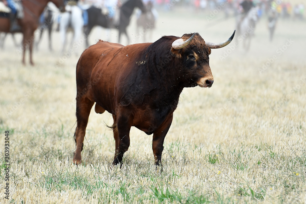 toro español corriendo en un campo verde toro español corriendo en un campo verde