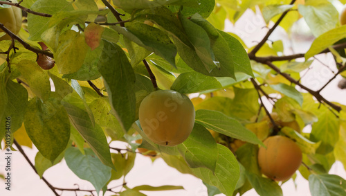 (Diospyros kaki) Die Kakifrüchte am Baum photo