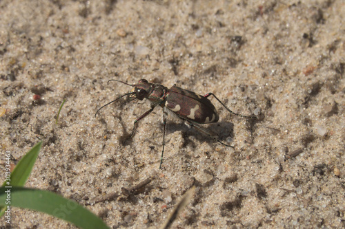 Northern dune tiger beetle (Cicindela hybrida)