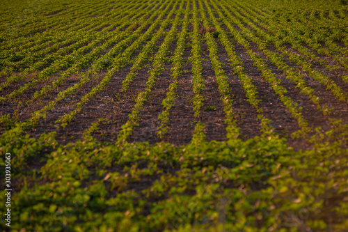 A field sown with soy is seen at dusk.