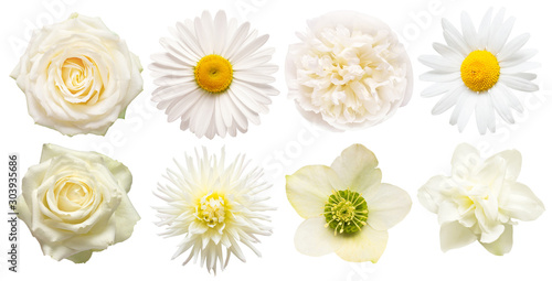 Collection beautiful head white flowers of dahlia, rose, chamomile, daffodil, peony, daisy, hellebore isolated on white background. Beautiful floral delicate composition. Flat lay, top view