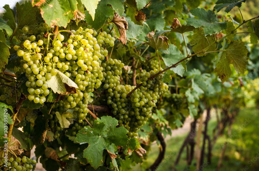 green grapes in vineyard green grapes in vineyard