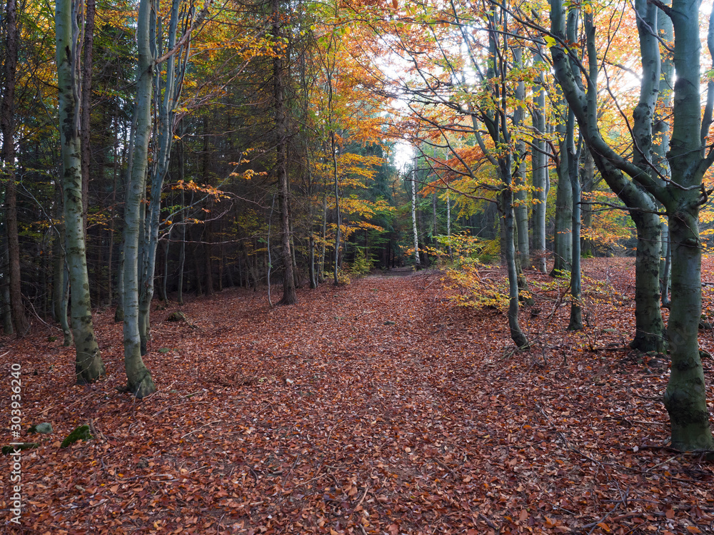 road in mysterious autumn deciduous beech tree forest with colorful leaves, sun rays and ground covered with fallen leaves. Seasonal nature background road in mysterious autumn deciduous beech tree forest with colorful leaves, sun rays and ground covered with fallen leaves. Seasonal nature background