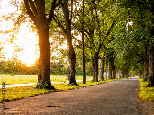 Fotografie Image of avenue with trees and empty road in autumn
