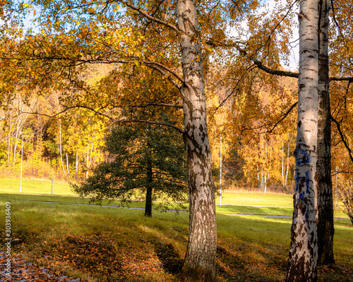 Colorful autumn trees Gothenburg, Sweden