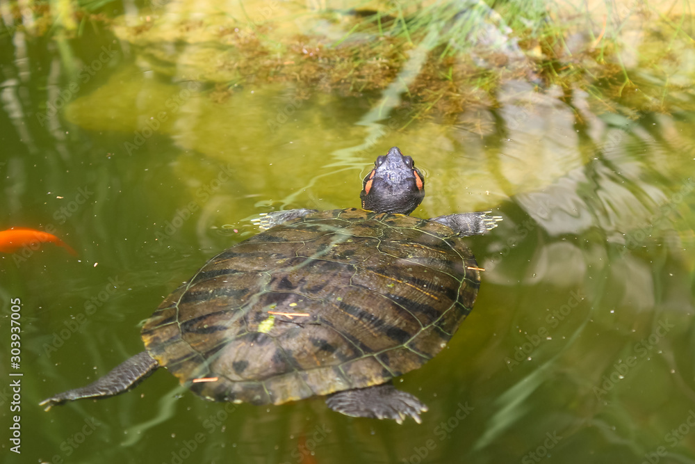 Schildkröten im Teich Schildkröten im Teich