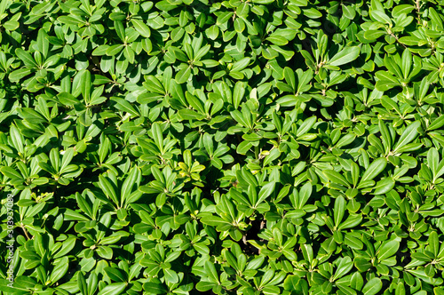 Green leaves of Pittosporum tobira in the garden.