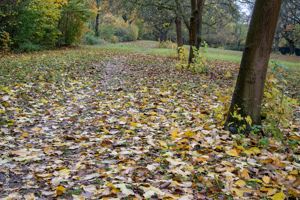 Wanderung im Wiehengebirge bei Lübbecke. Der Herbst in seinen schönsten Farben. Wanderung im Wiehengebirge bei Lübbecke. Der Herbst in seinen schönsten Farben.