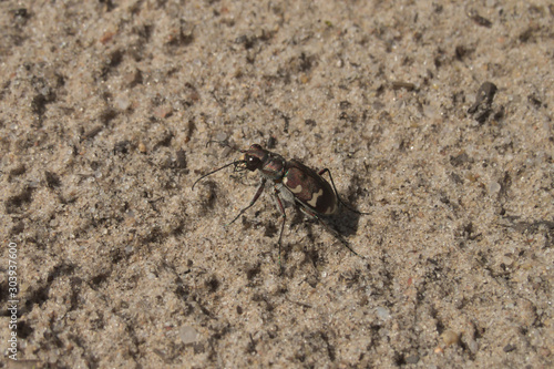 Northern dune tiger beetle (Cicindela hybrida)