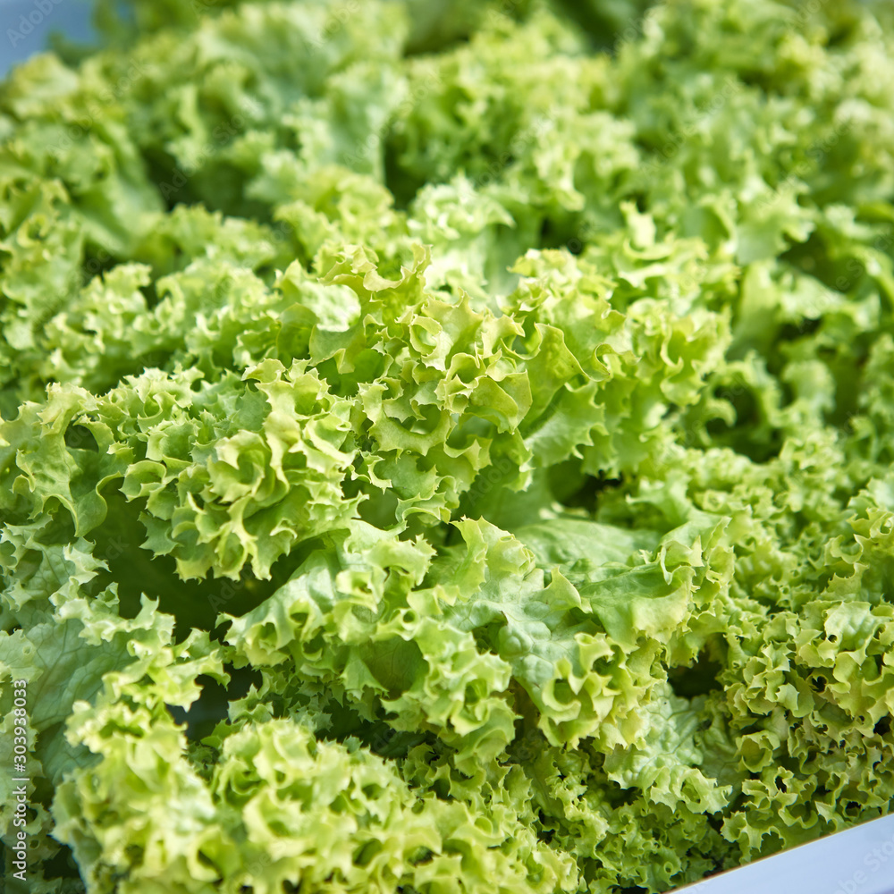 fresh green lettuce salad closeup fresh green lettuce salad closeup