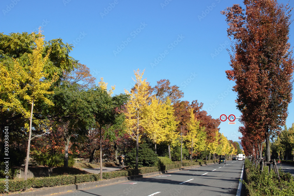 京都　川端通　街路樹の紅葉