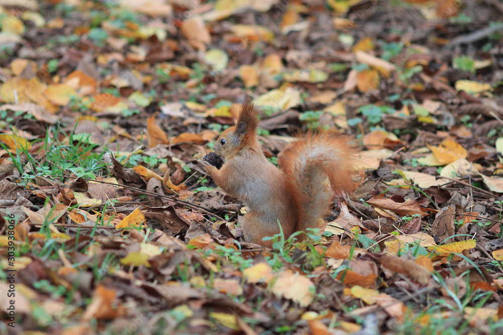 squirrel among autumn foliage nibbles a delicious nut squirrel among autumn foliage nibbles a delicious nut