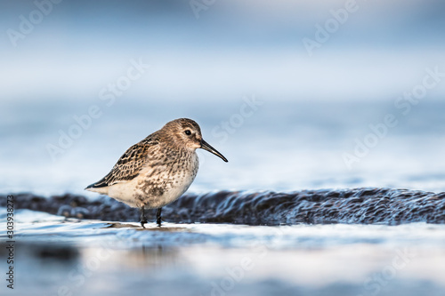 Dunlin resting during autumn migration photo