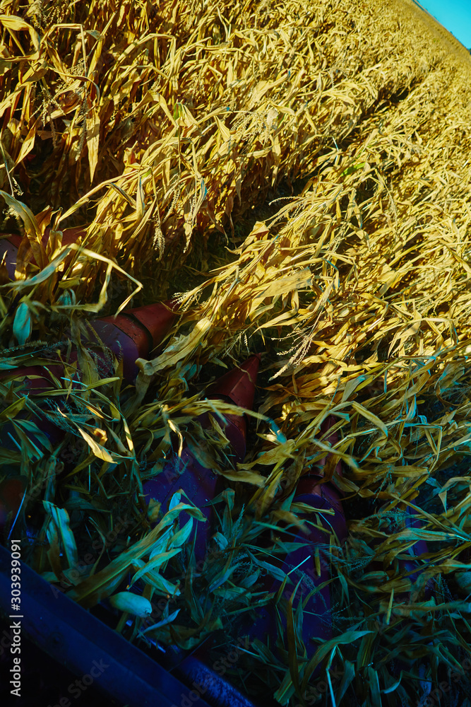 View from the cabin of combine harvester during work on the corn field View from the cabin of combine harvester during work on the corn field