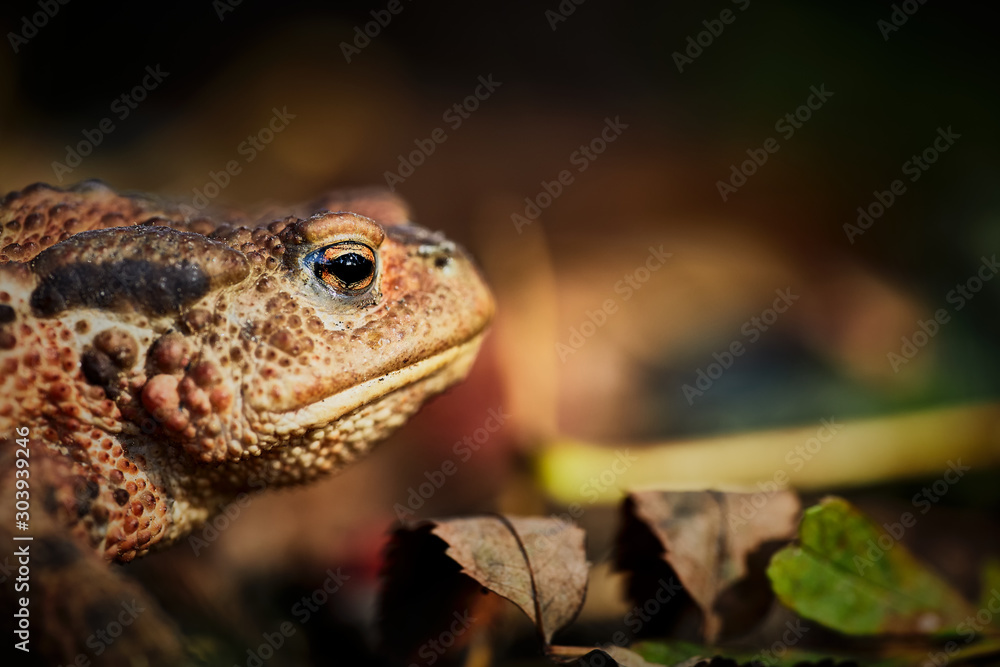 Common toad on an autumn stroll Common toad on an autumn stroll