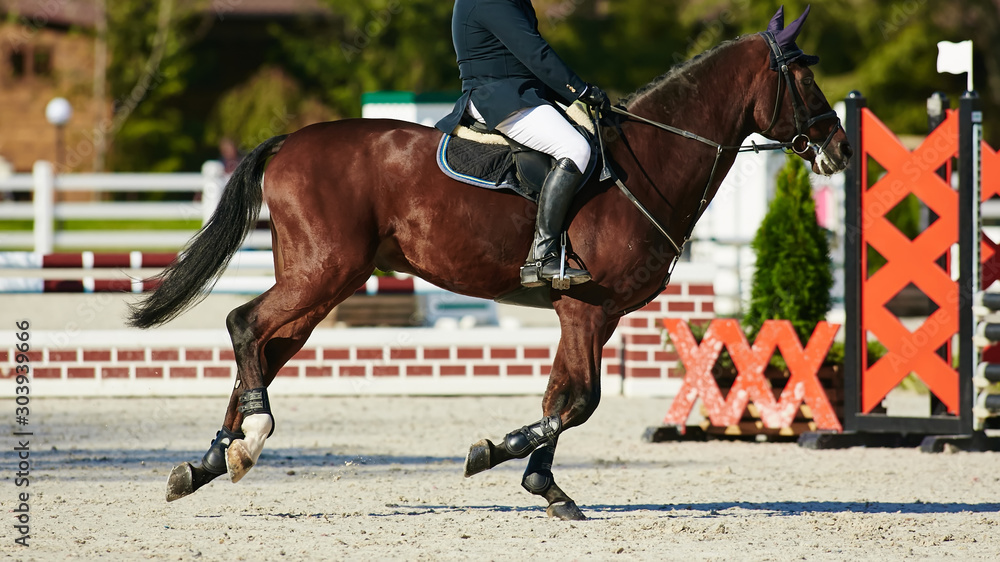 Rider on bay horse in competitions Rider on bay horse in competitions
