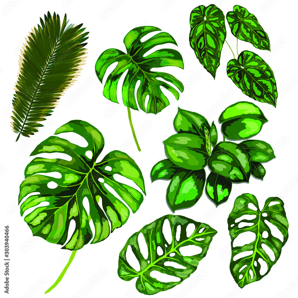 Set of tropical leaves isolated on white background. Vector. Can be used fotr any kind of design.