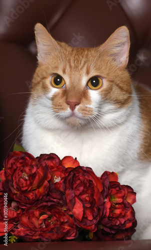 beautiful redhead with a white cat and flowers in a studio