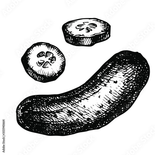 Cucumber and slices isolated over white background. Hand drawn sketch style cucumber. Retro illustration.