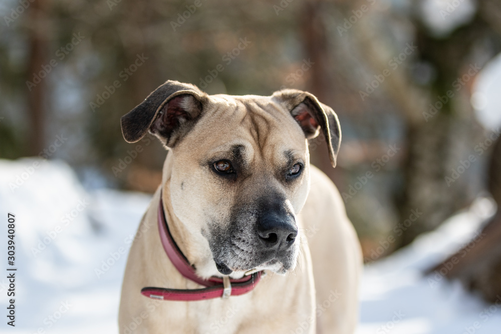 Portrait von Hund im Schnee