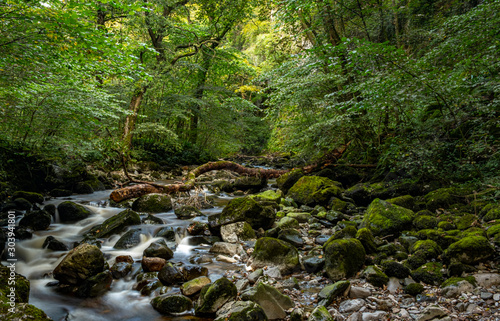 Stream running through temperate rainforest