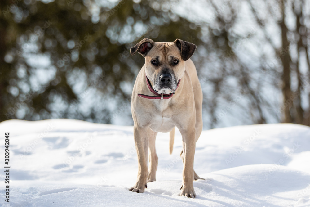 Hund posiert im Schnee