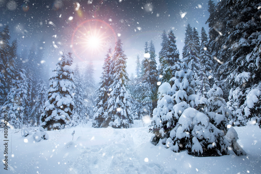 Falling snow in heavy winter. Landscape with pine trees in hoarfrost for a Christmas background.