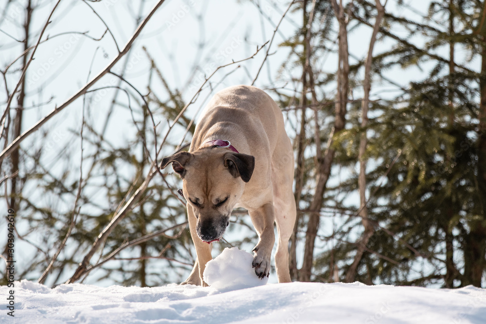 Hund frisst frischen Schnee